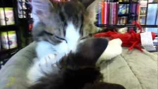 preview picture of video 'Kitten Cuddle Puddle! Addie tolerates kisses from brother, Aaron!'