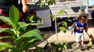 preview picture of video 'One year old soursop (graviola) tree soursopfarmthailand.org'