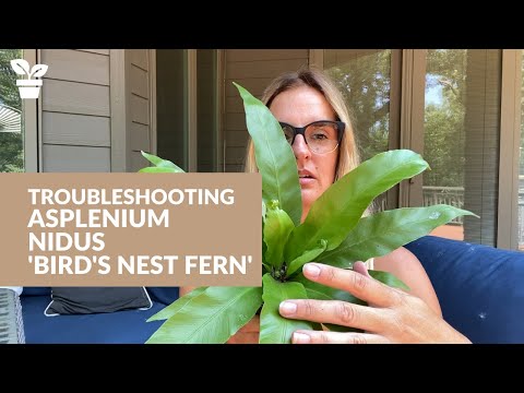 Common Problems with Bird's Nest Fern | Asplenium Nidus Care