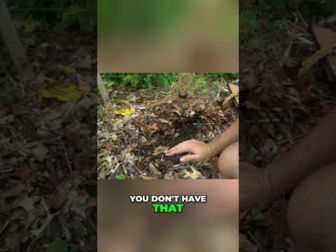 Mulch Magic: Stop Blight & Feed Your Tomatoes! #shorts