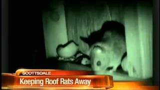 Learn roof rat prevention in Tempe