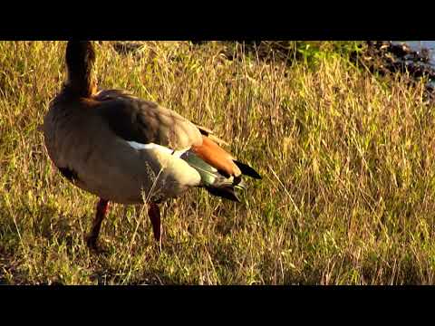 Djuma: Egyptian Geese pair - 07:25 - 06/19/18