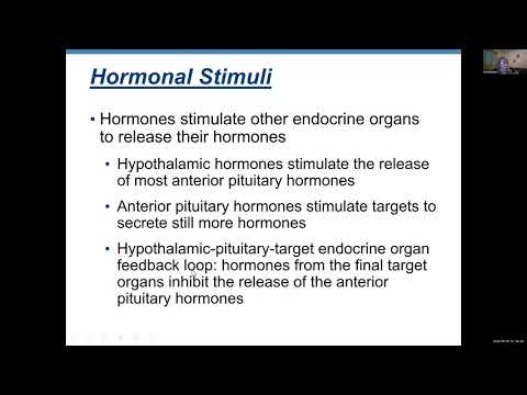 Ch 16, Physio, Endocrine