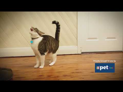 Smart Pets - Marty McFly Acrobat Cat | S3 Ep 8 | Pooches at Play