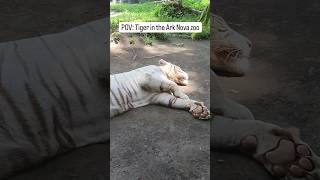 When you're a tiger at #ArkNova zoo 😆🐅💤 #shorts