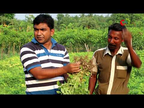 বাদাম চাষ-Groundnut(বিনা চীনাবাদাম-৪)- সফল কৃষক জাহাঙ্গীর হোসেন ও কৃষি প্রযুক্তি