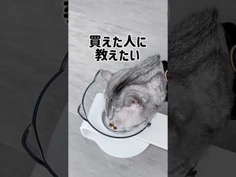 あなたの犬にぴったりのドッグボウルを見つける方法はこれです