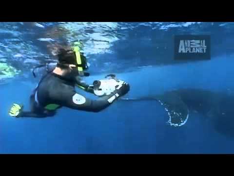 [TweenieZELL] Untamed&Uncut-Humpback Whale Swats Diver