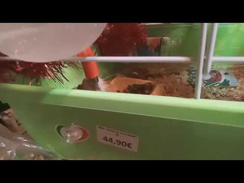 baby guini pig drinking water