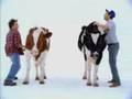 Shake That Cow Thing