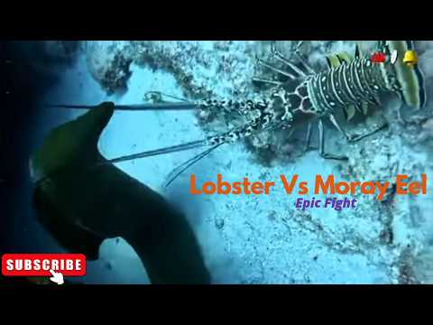 Brave Lobster vs Moray Eel Fight Video, : The Ultimate Underwater Showdown! 🦞 | Bong Fish Cutter
