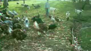preview picture of video 'Paul and the Goats and Turkeys'