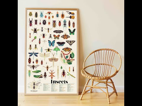 xPoster cu Stickere Repozitionabile – Insecte, Poppik (100 x 68 cm) - Previzualizare video
