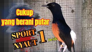 Download lagu SUARA PANCINGAN MURAI BATU GACOR DAN KETREKAN KASAR AMPUH MEMANCING EMOSI MURAI BATU AGAR CEPAT ON mp3 Download lagu SUARA PANCINGAN MURAI BATU GACOR DAN KETREKAN KASAR AMPUH MEMANCING EMOSI MURAI BATU AGAR CEPAT ON mp3