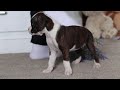 Boxer dogs for sale: Blair - Video 1