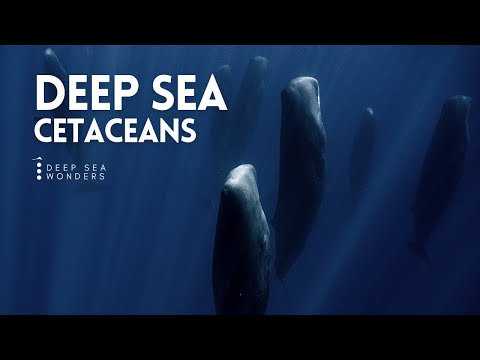 Cetaceans, the Giants of the Open Ocean