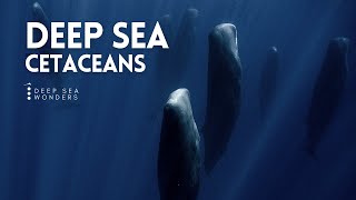 Cetaceans the giants of the open oceans Video
