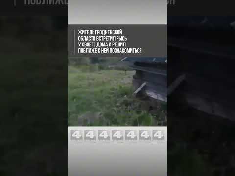 Житель Гродненской области встретил рысь у своего дома и решил поближе с ней познакомиться