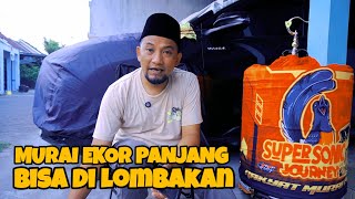 Download lagu MURAI EKOR PANJANG MASIH BISA DI LOMBAKAN ASAL PUNYA INI mp3