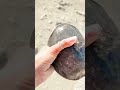Tortoise Village Viral Viralvideo Youtubeshorts