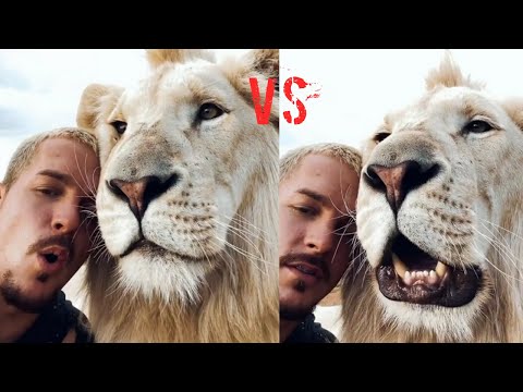 Roar Challenge with my lion 😮🦁 - Dean Schneider