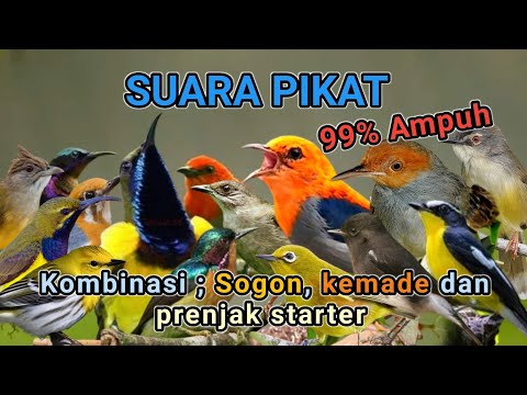SUARA PIKAT BURUNG KECIL PALING AMPUH - 99% Ampuh