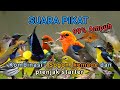 SUARA PIKAT BURUNG KECIL PALING AMPUH 99 Ampuh