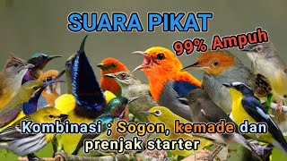 Download lagu SUARA PIKAT BURUNG KECIL PALING AMPUH - 99% Ampuh mp3