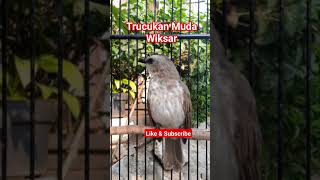 Download lagu Pancingan Trucukan Jantan Muda Wiksar‼#viral #trending #trucukan #trucuk #kicaumania #kicau #fyp mp3 Download lagu Pancingan Trucukan Jantan Muda Wiksar‼#viral #trending #trucukan #trucuk #kicaumania #kicau #fyp mp3
