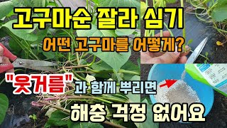 고구마순 잘라심기 마지막 고구마 심는시기  고구마웃거름은 이것을 함께 뿌려주면 벌레 없어요