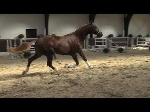 29. Mecklenburger Körtage - Kat.Nr. 25 Hengst v. Quantensprung