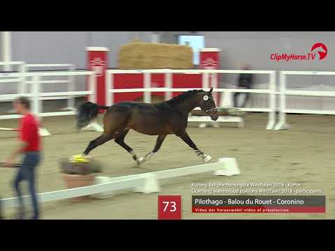 73 Hengst v. Pilothago - Balou du Rouet - Coronino