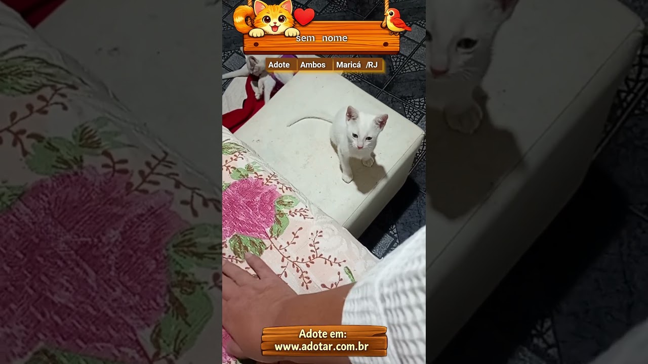 Gato raça SRD-ViraLata idade Abaixo de 2 meses nome sem nome 