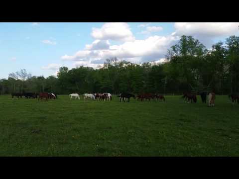 Horses at the Cades Cove