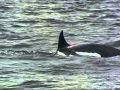Dolphins The Wild Side