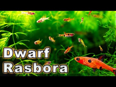 Rasbora trpasličia bodkovaná (Boraras maculatus) — species profil, akvárium a starostlivosť