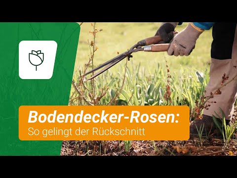 Bodendecker-Rosen schneiden: So gelingt der Rückschnitt