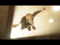 Dumbo 2019 Fly Dumbo Fly Clip HD