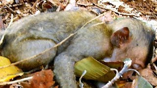 P:1 Break my heart see pity baby Lori fall down from the tree till unconscious