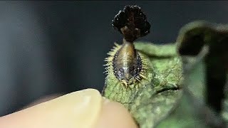 Tiny Tortoise Beetle Lifting Its Doodoo Encrusted Tail *Video 2/3
