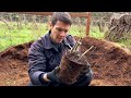How to Plant a Mulberry Tree Cutting | It's Time to Up Pot Our Hardwood Mulberry Cuttings