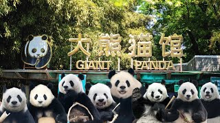 Exploring the Giant Panda House at Beijing Zoo in China