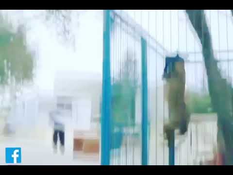 Van aziz Malinois attack