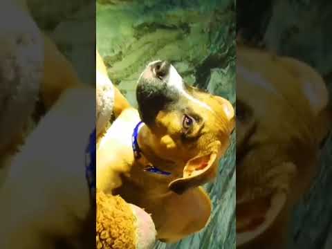 #dog #shorts #pitbull #niku