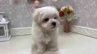 マルチーズの動画01