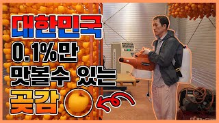 대한민국 0,1%만 맛볼수 있는 곶감 !! 
