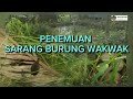 SARANG BURUNG WAKWAK DI SEMAK SEMAK