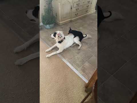 Tiny Dog Mounts Big Dog, Big Dog Snaps Back