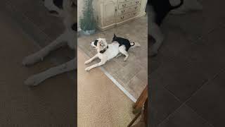 Download lagu Anjing Kecil Menunggangi Anjing Besar, Anjing Besar Menempel di Belakang mp3