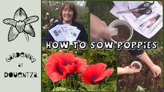How to Sow Poppies || Quick & Easy Guide